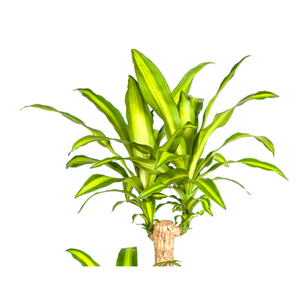 Dracaena Fragrans Massangeana with basket - ↕130-150cm - Ø24cm