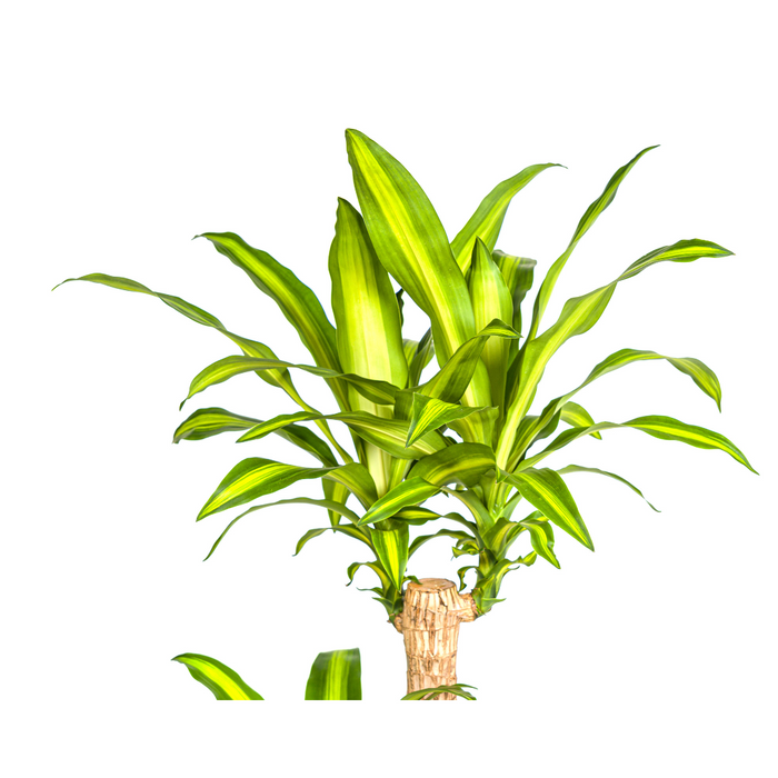 Dracaena Fragrans Massangeana met mand Ø24cm - ↕130 - 150cm
