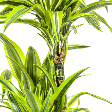 Dracaena Deremensis Lemon Lime met mand - ↕130-150cm - Ø24cm