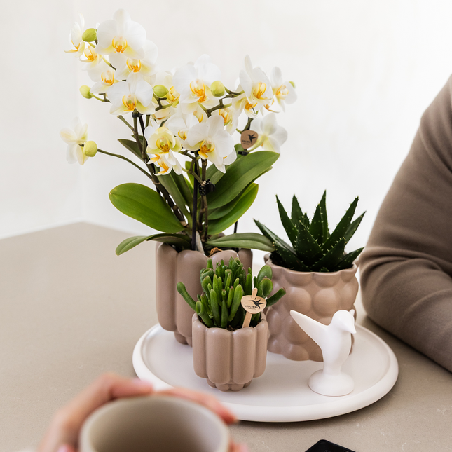 Kolibri Home | Maceta decorativa retro - Arena - Ø9cm