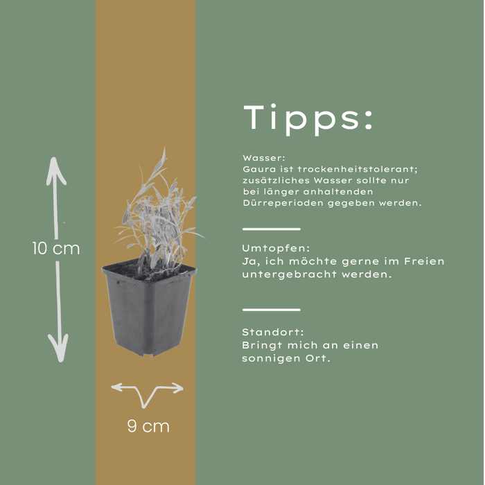 12x Gaura lindheimeri - ↕10-25cm - Ø9cm