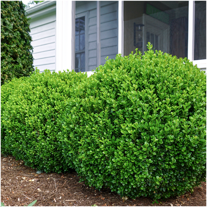 Buxus NewGen Freedom – 4x6 Pack - Winterharde Groenblijvende Struiken 24 x Ø7cm - ↕15cm - Compacte Buxus