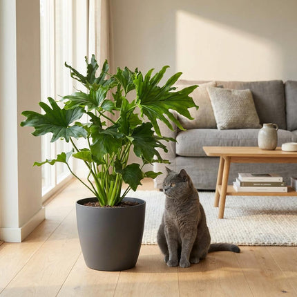 Philodendron Lickety split - met grijze pot - ↕70cm - Ø19cm