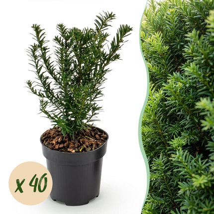 Taxus baccata - Venijnboom - 40x Haagplanten - Groenblijvend - Groen - Pot 9cm - Hoogte 20-30cm
