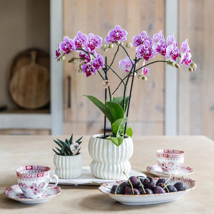 Kolibri Orchids | Combi Deal - 4 Roze-Paarse Phalaenopsis Orchideeën Diamond El Salvador - Ø9 cm
