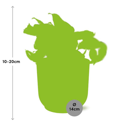 Epipremnum Pinnatum Happy Leaf in elho Vibes Fold Ø14cm giallo
