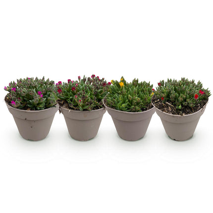 Couvre-sol - Rustique - Delosperma - Lot de 4 - Coloris : Rouge, Jaune, Violet, Rose - Entretien facile - Pot de 14 cm - Hauteur : 17 cm