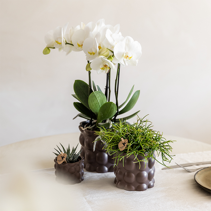 Plantenset Cotton bruin | Groene planten met witte Phalaenopsis orchidee Ghent in keramieken sierpotten