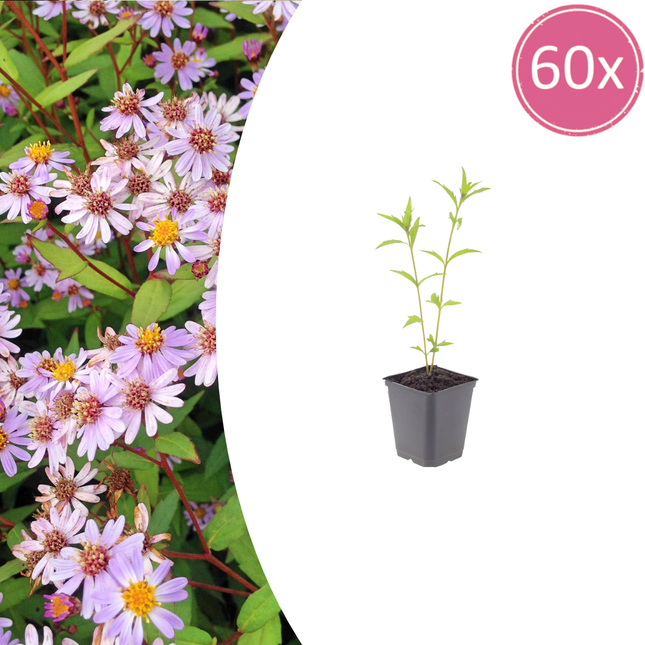 Zomeraster - Kalimeris incisa 'Blue Star' - ↕10-25cm - Ø9cm - 60x