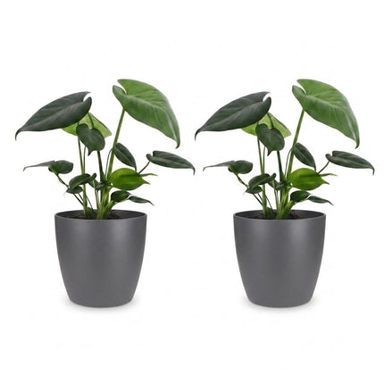 Monstera Deliciosa - Gatenplant - 2x- met Potter Grijs - Pot 12cm - Hoogte 30cm