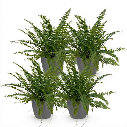 Nephrolepsis exaltata Green Lady - Fern - with grey plant pots - ↕25cm - Ø12cm - 4x