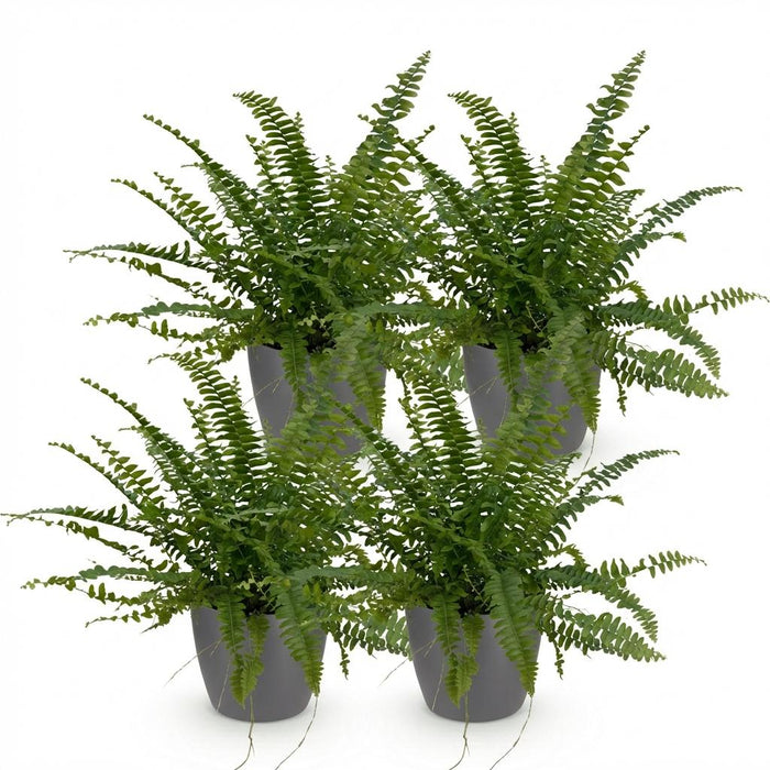 Nephrolepsis exaltata Green Lady - Varen - met grijze plantenpotten - ↕25cm - Ø12cm - 4x