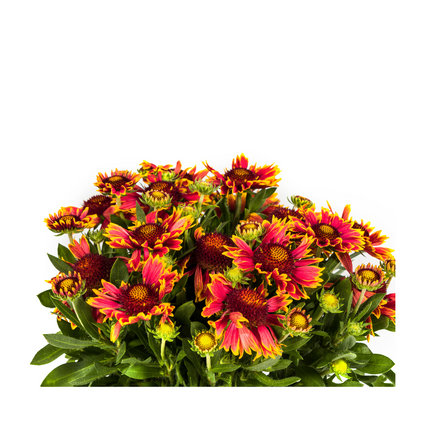 Gaillardia Aristata - Kokardebloem - ↕40-50cm - Ø19cm
