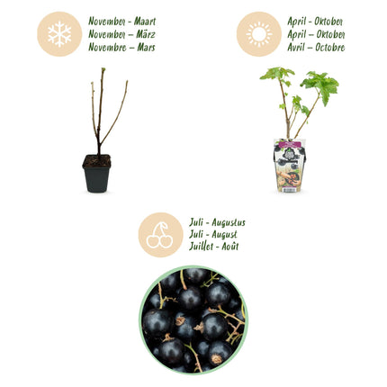 Ribes Nigrum Titania - Grosella Negra - ↕30-35cm - Ø9cm - 3x