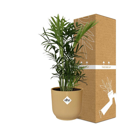 Chamaedorea Elegans in elho Vibes Fold Ø14cm yellow