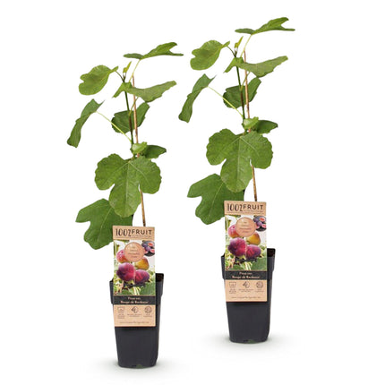 Ficus carica Rouge de Bordeaux - Higuera - Resistente - Fruto morado - 2 plantas - Maceta de 15 cm - Altura 50 cm