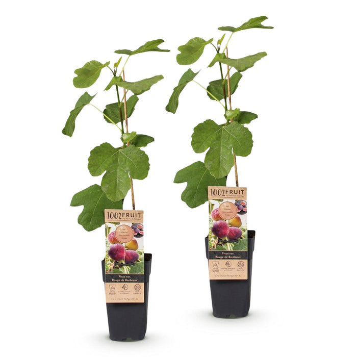Ficus carica Rouge de Bordeaux - Figentræ - Hårdfør - Lilla Frugt - 2 Planter - 15cm Potte - Højde 50cm