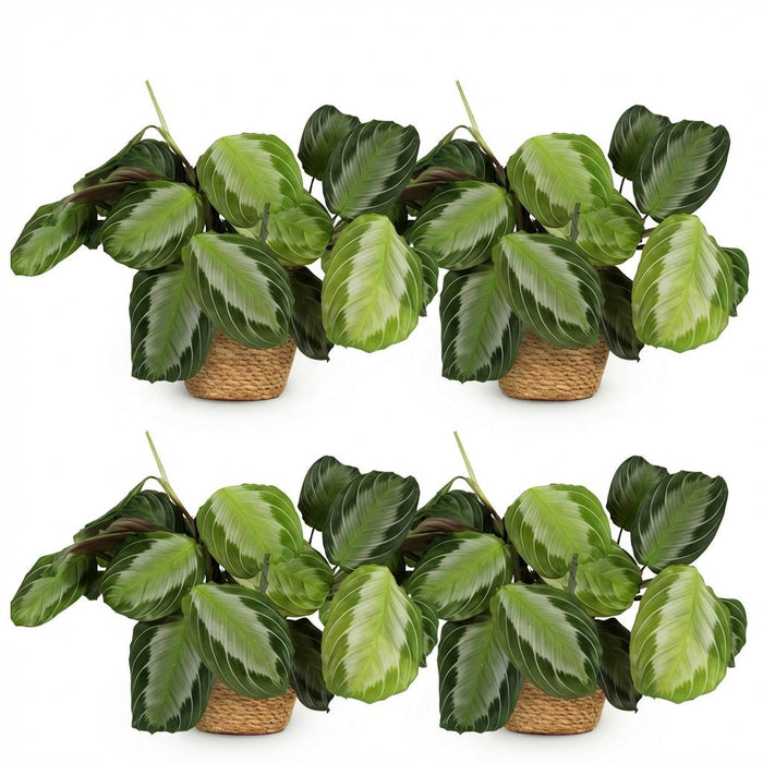 Maranta Fascinator Silverband - Gebedsplant - met Mand - ↕25cm - Ø12cm - 4x