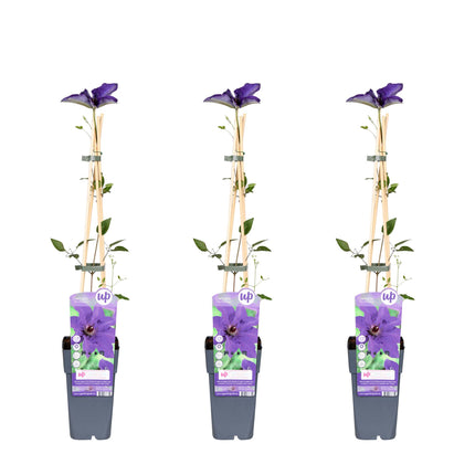 Clematis The President - Bosrank - ↕65cm - Ø15cm - 3x
