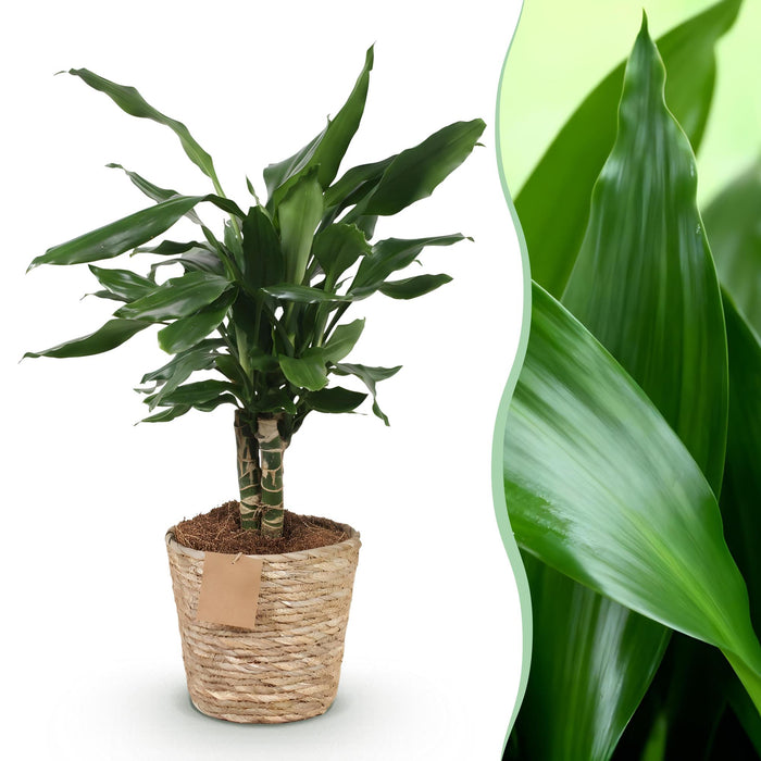 Dracaena fragrans Steudneri - Drakenbloedboom - met mand - Pot 17cm - Hoogte 50-55cm