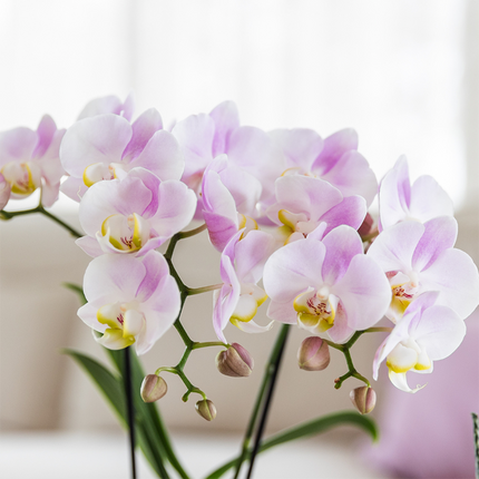 OFERTA COMBINADA de 2 orquídeas Phalaenopsis rosas - Portugal - Ø9cm | planta de interior con flores