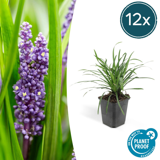 Liriope muscari 'Big Blue' - Hierba lirio - ↕10-25cm - Ø9cm - 12x