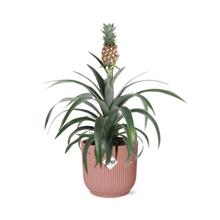 Ananas Mi Amigo - Pianta di ananas - in elho Vibes Fold Ø14cm rosa