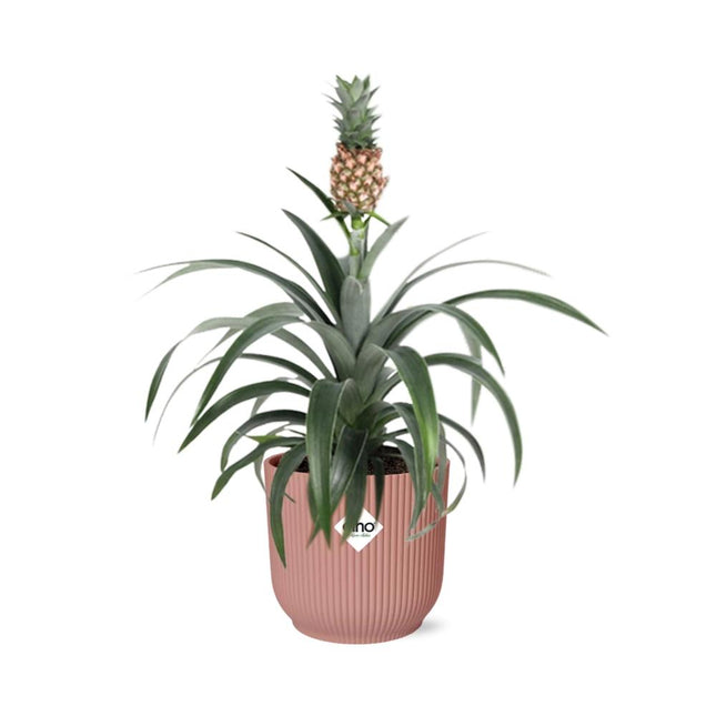 Ananas Mi Amigo - Ananas plante - i elho Vibes Fold Ø14cm pink