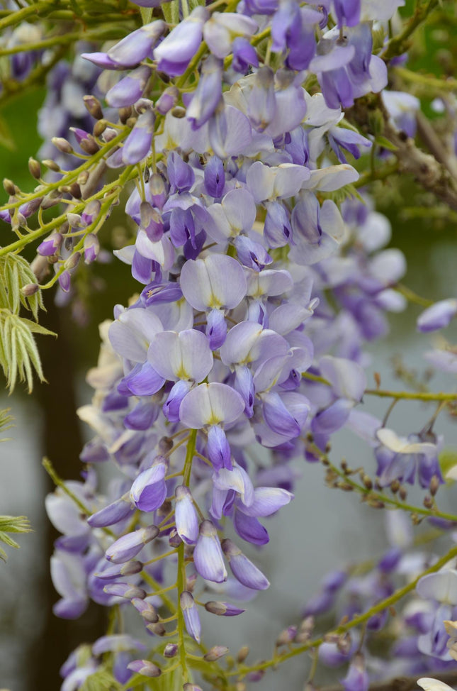 Wisteria sinensis Caroline - Purple Wisteria - ↕65cm - Ø15cm
