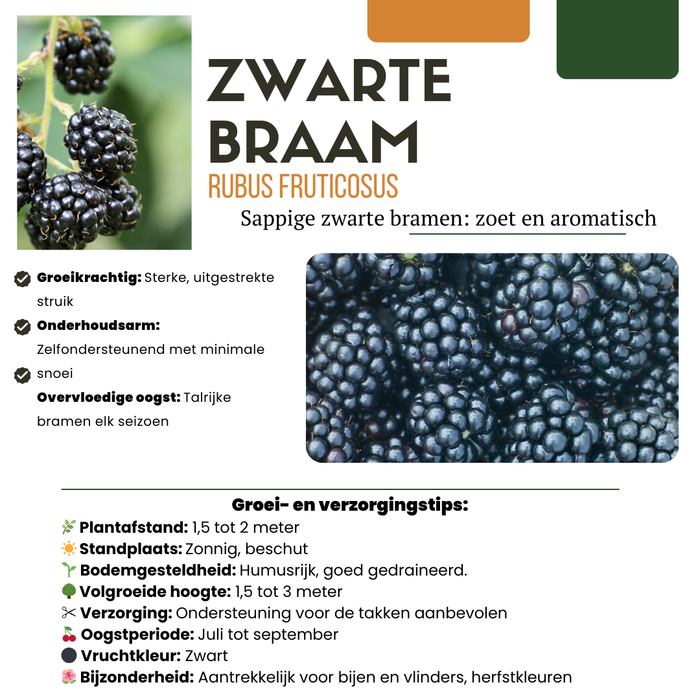 Bramenplanten Biologisch - Rubus Fruticosus - ↕20cm - Ø13cm - 3x