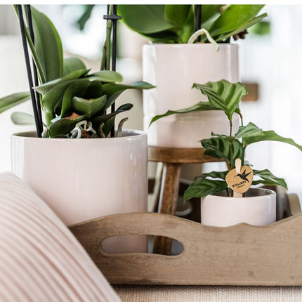 Kolibri Home | Pastel sierpot - Roze