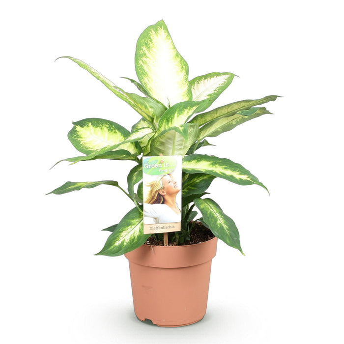 Dieffenbachia Camilla - ↕45-50cm - Ø17cm
