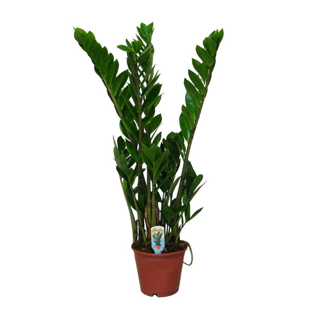 Zamioculcas Zamiifolia - ZZ-Pflanze - ↕50cm - Ø14cm