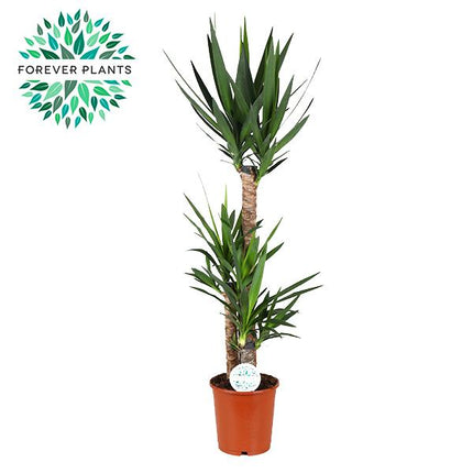 Yucca - ↕125cm - Ø24cm