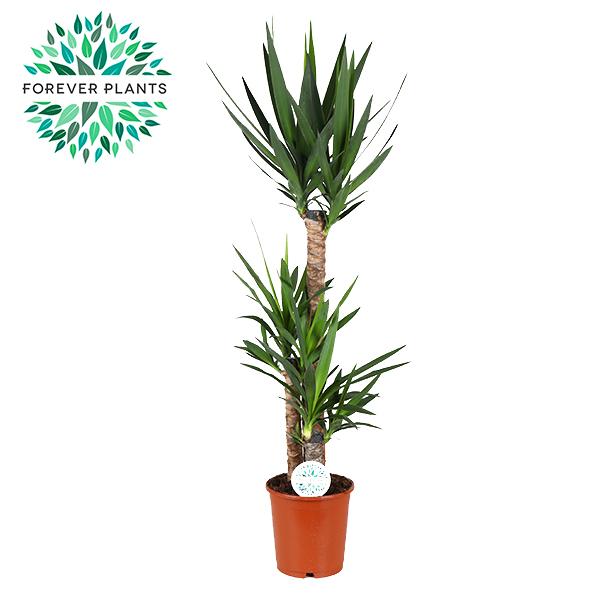 Yucca - ↕125cm - Ø24cm