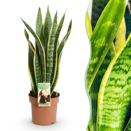 Sansevieria Laurentii - Snake Plant - ↕60-70cm - Ø17cm