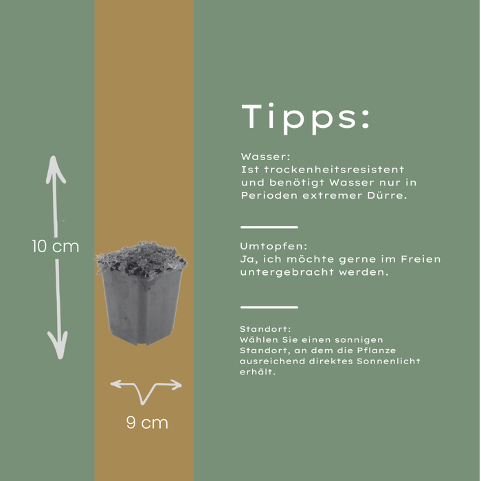 12x Thymus praecox 'Albiflorus' - ↕10-25cm - Ø9cm