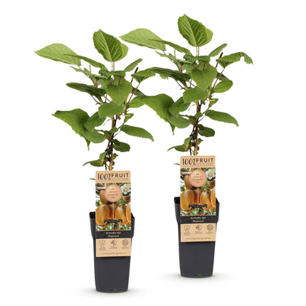 Acitinidia deliciosa Hayward - Kiwi plant - Female - Green Fruit - 2 Plants - Pot 15cm - Height 50cm