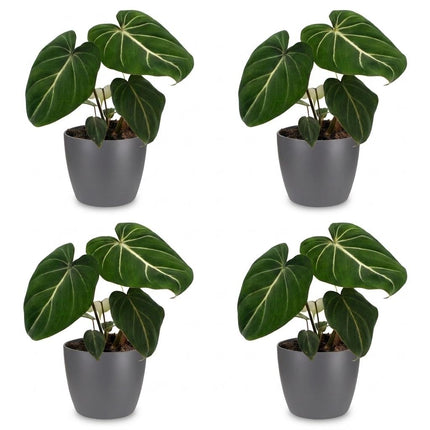 Philodendron Gloriosum - Glorie Philodendron - 4x - met Potter Grijs - Pot 12cm - Hoogte - 25cm