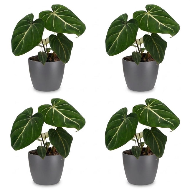 Philodendron Gloriosum - Glorie Philodendron - 4x - z Potterem Gray - doniczka 12cm - wysokość - 25cm