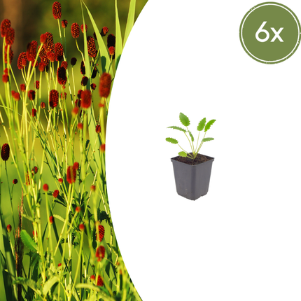 Pimpernel - Sanguisorba officinalis 'Tanna' - ↕10-25cm - Ø9cm - 6x