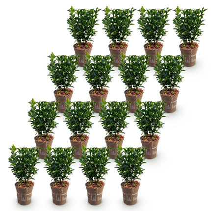 Euonymus japonica Green Spire - Kardinaalsmuts - 16x Haagplanten - Groenblijvend - Groen - Pot 9cm - Hoogte 20-25cm
