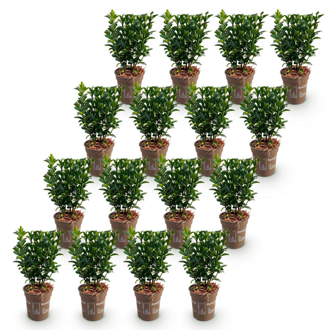 Euonymus japonica Green Spire - Kardinaalsmuts - 16x Haagplanten - Groenblijvend - Groen - Pot 9cm - Hoogte 20-25cm