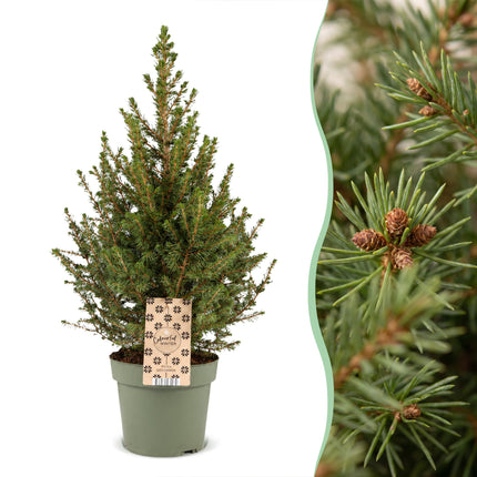 4x Picea glauca Conica - Kegelspar - Groen - Kerstboom - Ø17cm - ↕65cm