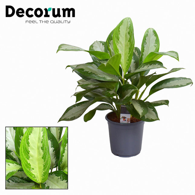 Aglaonema Diamond Bay – ↕80cm – Ø21cm
