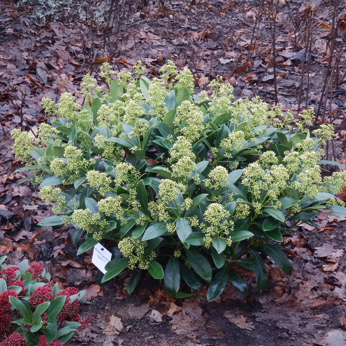 Skimmia japonica Finchy - Bloem Wit - 15+ Bloemen - ↕30cm - Ø15cm - 3x