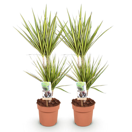 Dracaena Sunray - Arbre Sang-Dragon - ↕70-75cm - Ø17cm - 2x