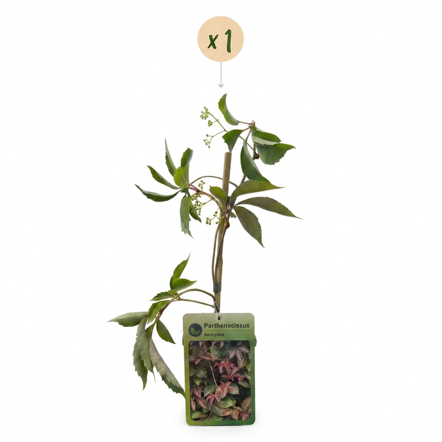 Parthenocissus henryana - Chinese wingerd - Groen - Klimplant - Ø9cm - ↕35cm
