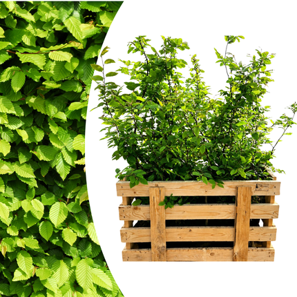 Carpinus Betulus - Haagbeuk - Palletdeal - ↕80-100cm - Ø19cm - 50x