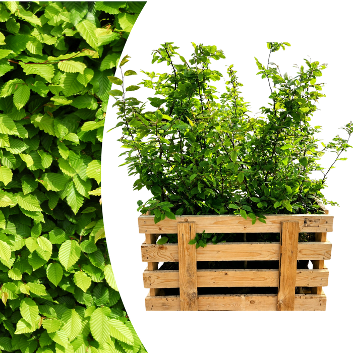 Carpinus Betulus - Haagbeuk - Palletdeal - ↕80-100cm - Ø19cm - 50x